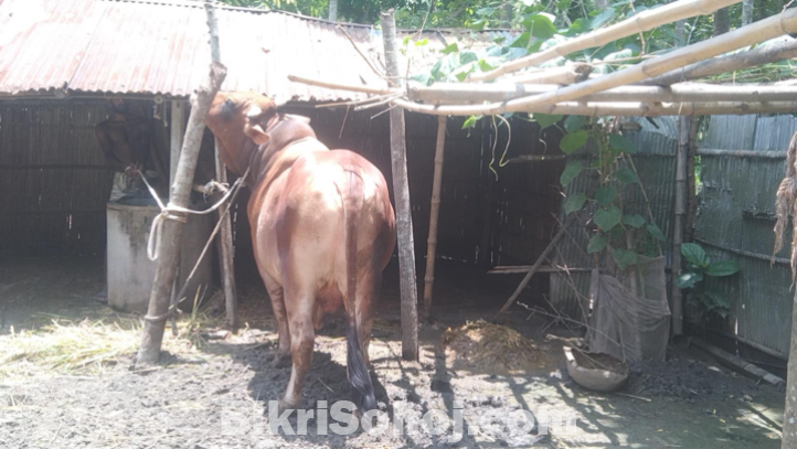 বাদশা বিক্রি করা হবে